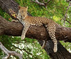 пазл Леопард отдыхает